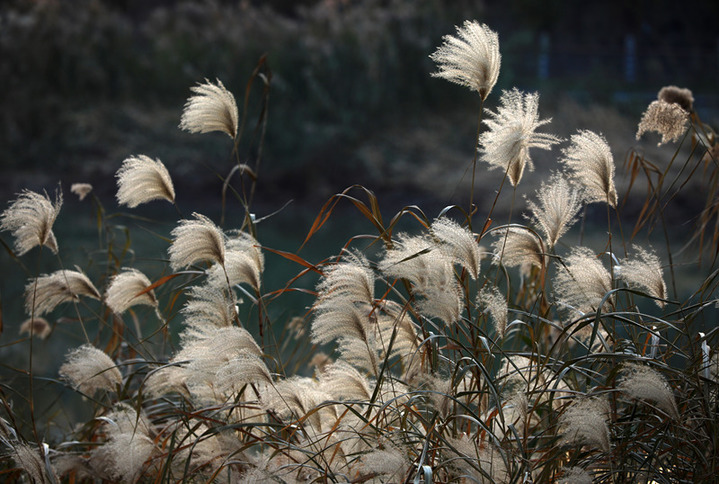 2024年12月17日，冬至节气临近，江苏省淮安市古黄河湿地芦苇随风摇曳。