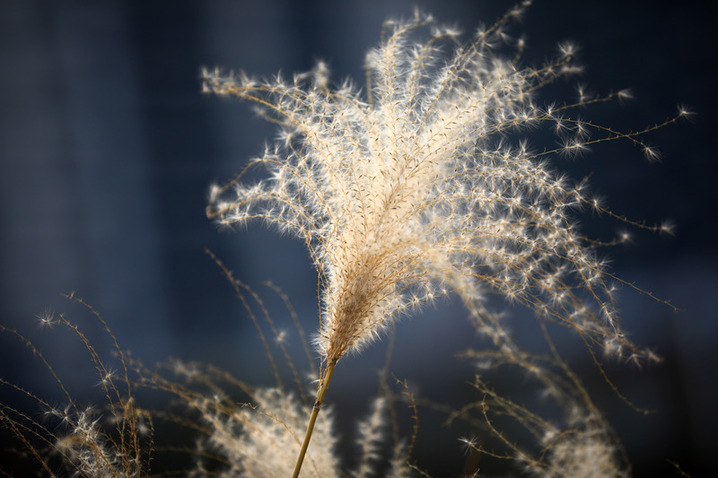 2024年12月17日，冬至节气临近，江苏省淮安市古黄河湿地芦苇随风摇曳。