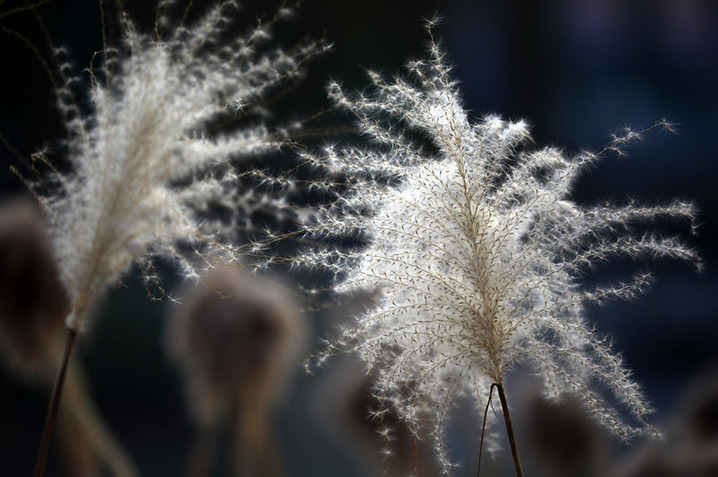 2024年12月17日，冬至节气临近，江苏省淮安市古黄河湿地芦苇随风摇曳，美得让人窒息。来源：周长国/视觉中国
