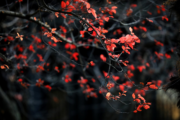 2025年1月10日，江苏省淮安市百年园林清晏园花卉植物逐渐变色，深红、浅红、橘红和金黄、浅黄、浓绿等各种颜色渐次铺陈，色彩丰富让人流连忘返。