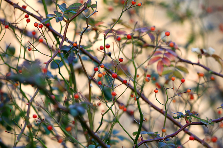 2025年1月10日，江苏省淮安市百年园林清晏园花卉植物逐渐变色，深红、浅红、橘红和金黄、浅黄、浓绿等各种颜色渐次铺陈，色彩丰富让人流连忘返。周长国/视觉中国