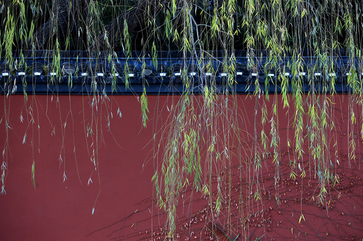 2025年1月10日，江苏省淮安市百年园林清晏园花卉植物逐渐变色，深红、浅红、橘红和金黄、浅黄、浓绿等各种颜色渐次铺陈，色彩丰富让人流连忘返。