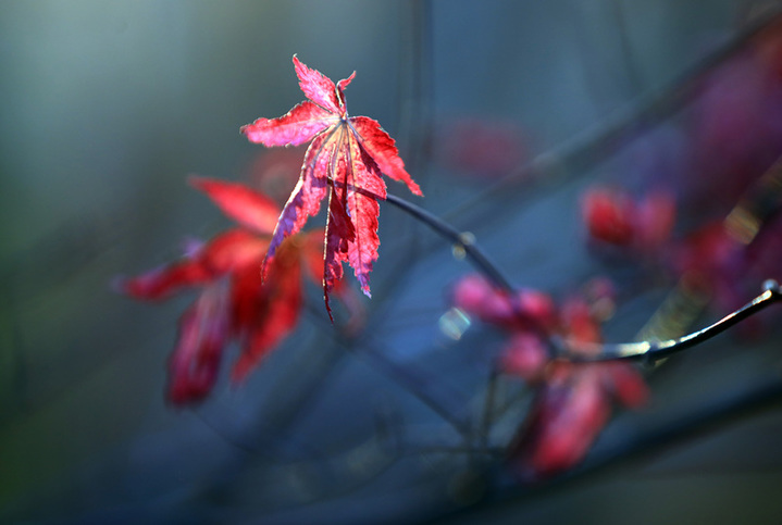 2025年1月10日，江苏省淮安市百年园林清晏园花卉植物逐渐变色，深红、浅红、橘红和金黄、浅黄、浓绿等各种颜色渐次铺陈，色彩丰富让人流连忘返。