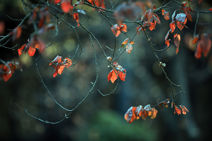 2025年1月10日，江苏省淮安市百年园林清晏园花卉植物逐渐变色，深红、浅红、橘红和金黄、浅黄、浓绿等各种颜色渐次铺陈，色彩丰富让人流连忘返。