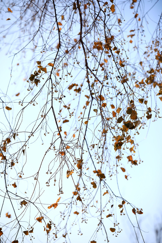 2025年1月10日，江苏省淮安市百年园林清晏园花卉植物逐渐变色，深红、浅红、橘红和金黄、浅黄、浓绿等各种颜色渐次铺陈，色彩丰富让人流连忘返。