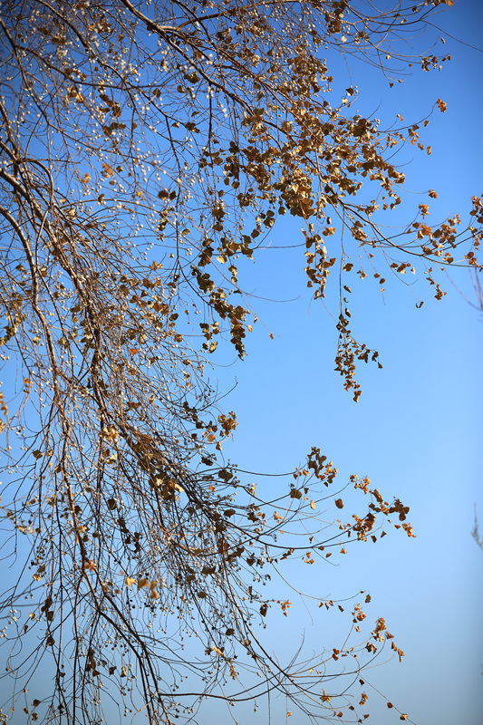 2025年1月10日，江苏省淮安市百年园林清晏园花卉植物逐渐变色，深红、浅红、橘红和金黄、浅黄、浓绿等各种颜色渐次铺陈，色彩丰富让人流连忘返。