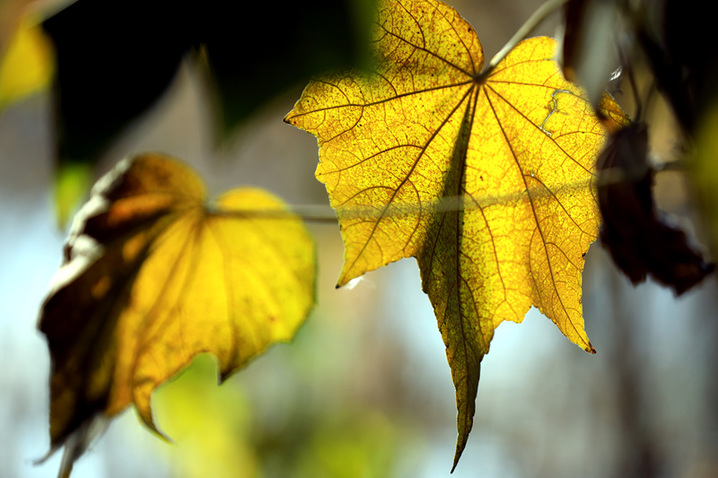2025年1月10日，江苏省淮安市百年园林清晏园花卉植物逐渐变色，深红、浅红、橘红和金黄、浅黄、浓绿等各种颜色渐次铺陈，色彩丰富让人流连忘返。