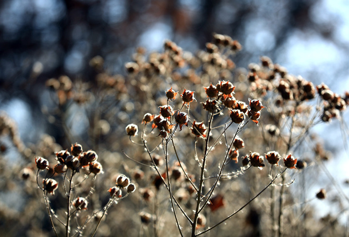 2025年1月10日，江苏省淮安市百年园林清晏园花卉植物逐渐变色，深红、浅红、橘红和金黄、浅黄、浓绿等各种颜色渐次铺陈，色彩丰富让人流连忘返。
