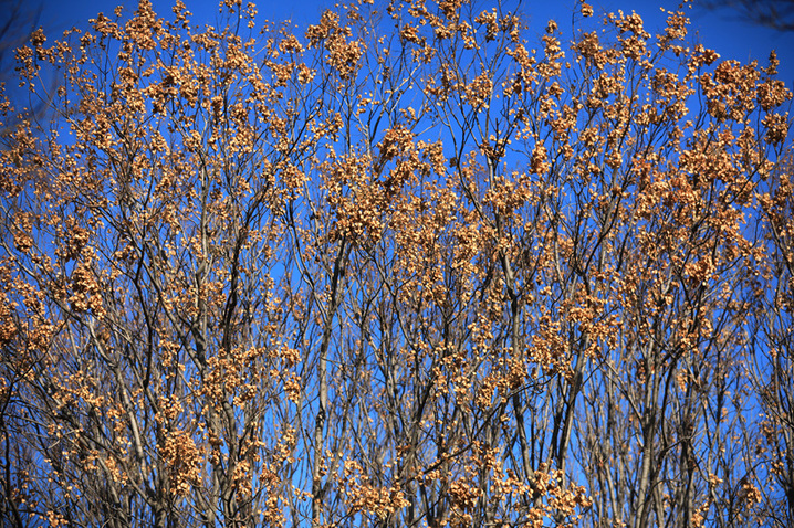 2025年1月10日，江苏省淮安市百年园林清晏园花卉植物逐渐变色，深红、浅红、橘红和金黄、浅黄、浓绿等各种颜色渐次铺陈，色彩丰富让人流连忘返。