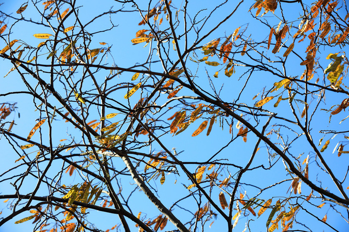 2025年1月10日，江苏省淮安市百年园林清晏园花卉植物逐渐变色，深红、浅红、橘红和金黄、浅黄、浓绿等各种颜色渐次铺陈，色彩丰富让人流连忘返。