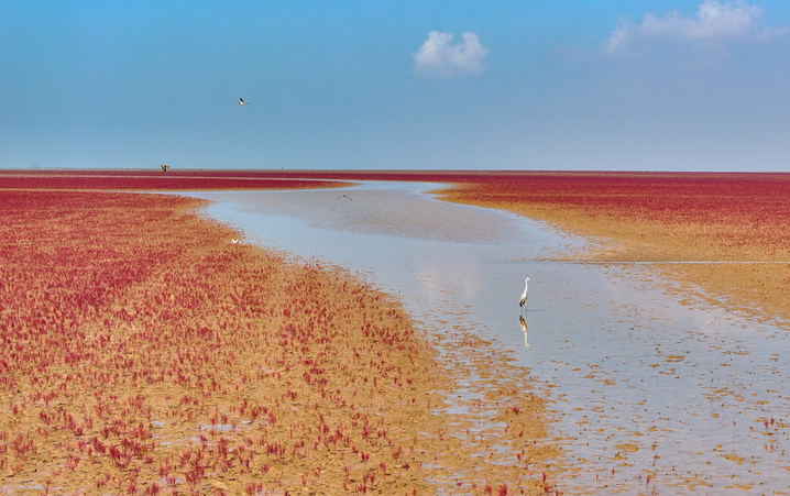 2025年8月10日，山东东营，黄河三角洲国家级自然保护区内，火红的盐地碱蓬在滩涂绵延，不时有鸟儿在“红毯”上栖息觅食。