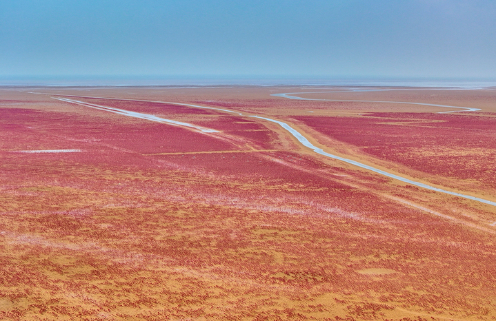 2025年8月10日，山东东营，黄河三角洲国家级自然保护区内，火红的盐地碱蓬在滩涂绵延，不时有鸟儿在“红毯”上栖息觅食。