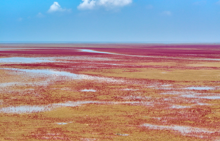 2025年8月10日，山东东营，黄河三角洲国家级自然保护区内，火红的盐地碱蓬在滩涂绵延，不时有鸟儿在“红毯”上栖息觅食。