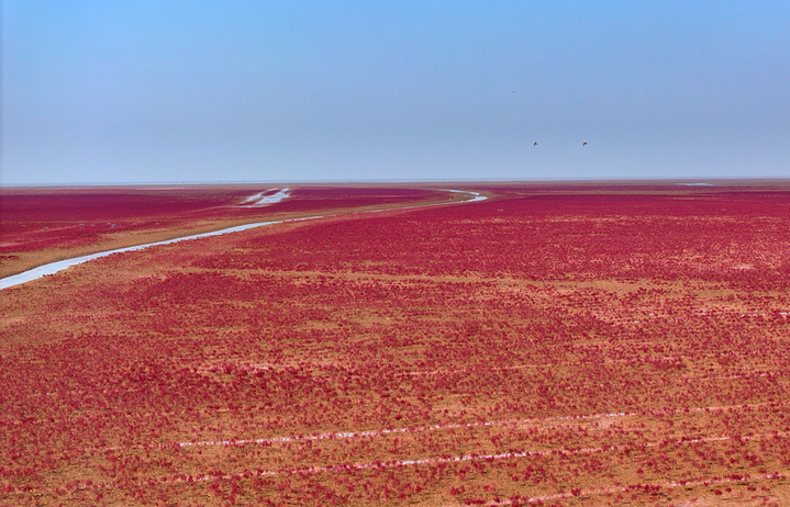 2025年8月10日，山东东营，黄河三角洲国家级自然保护区内，火红的盐地碱蓬在滩涂绵延，不时有鸟儿在“红毯”上栖息觅食。