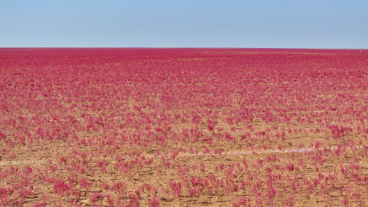 2025年8月10日，山东东营，黄河三角洲国家级自然保护区内，火红的盐地碱蓬在滩涂绵延，不时有鸟儿在“红毯”上栖息觅食。