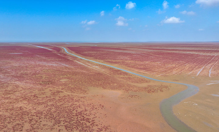 有着“滩涂植被急先锋”之称的盐地碱蓬，可以将盐碱土壤中的盐分吸收到体内，并将盐分积累到叶、茎和根部，从而形成火红的颜色。鲜艳的“红毯”绵延不绝，其间或点缀驻足觅食的水鸟，成为秋季黄河口一道独特的风景，洋溢着迷人而浪漫的秋日风情。