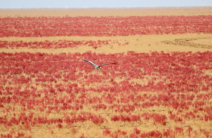 2025年8月10日，山东东营，黄河三角洲国家级自然保护区内，火红的盐地碱蓬在滩涂绵延，不时有鸟儿在“红毯”上栖息觅食。盐地碱蓬是黄河三角洲的先锋物种，近年来，保护区连续实施了盐地碱蓬修复项目，近海滩涂再现广袤的“湿地红毯”壮美景观。修复项目的实施，提高了河口地区生态环境的稳定性、多样性，改善了迁飞水鸟黑嘴鸥和鹤类、鹬类的栖息地、觅食地，并形成了红毯湿地旅游新场景，带动旅游产业发展。来源：周广学/视觉中国
