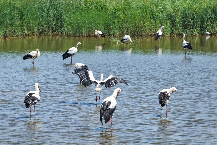 2025年8月15日拍摄的江苏连云港市临洪河口湿地。
