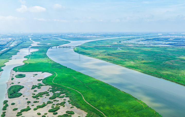 2025年8月15日拍摄的江苏连云港市临洪河口湿地。
