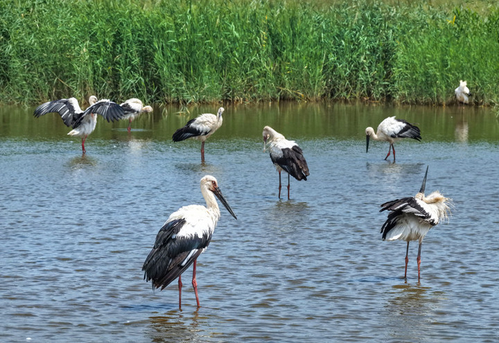 2025年8月15日拍摄的江苏连云港市临洪河口湿地。
