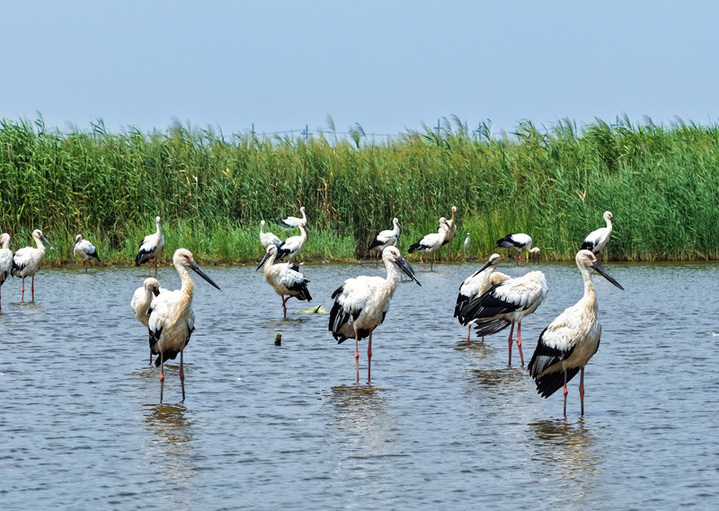 8月15日是全国生态日，今年全国生态日的主题为“绿水青山就是金山银山”。近年来，江苏连云港市加大沿海湿地生态保护力度，生物多样性稳步提升，越来越多的珍稀鸟类成为沿海湿地的常客。
