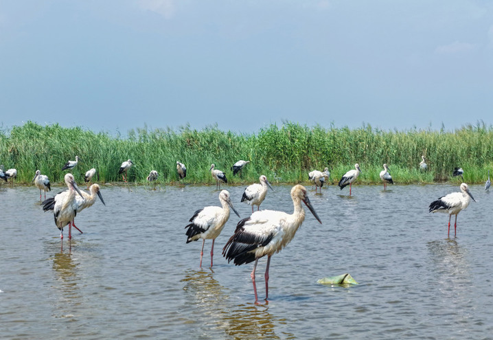 2025年8月15日，东方白鹳在江苏连云港市临洪河口湿地栖息觅食。来源：王健民/视觉中国
