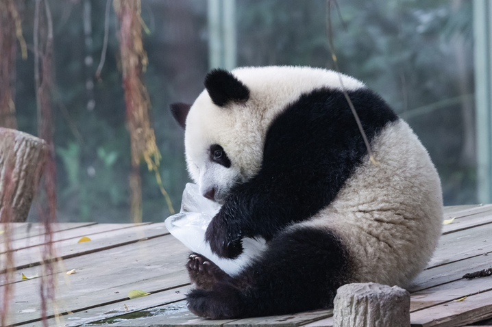 2025年8月16日，重庆动物园，大熊猫“奇颖”在玩冰块。李洪波/视觉中国