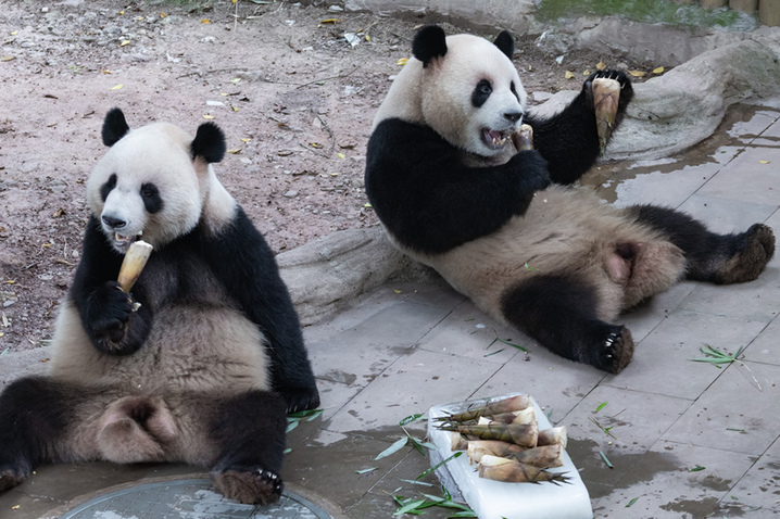 2025年8月16日，重庆动物园，大熊猫“星星”、“辰辰”享冰镇大餐。