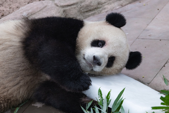 2025年8月16日，重庆动物园，大熊猫“星星”在玩冰块。