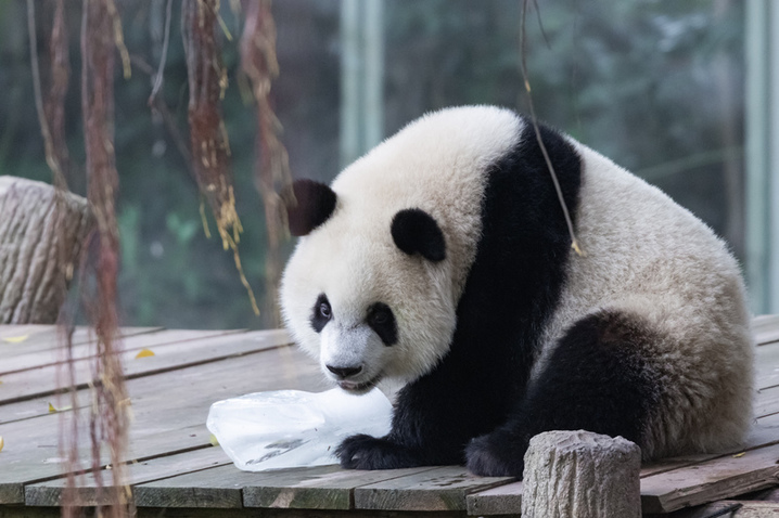 2025年8月16日，重庆动物园，大熊猫“奇颖”在玩冰块。
