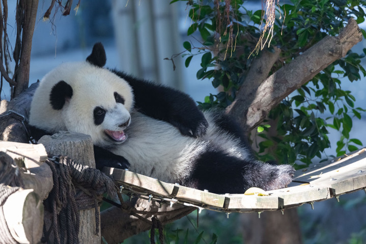2025年8月17日，重庆动物园，大熊猫“奇颖”在玩耍。