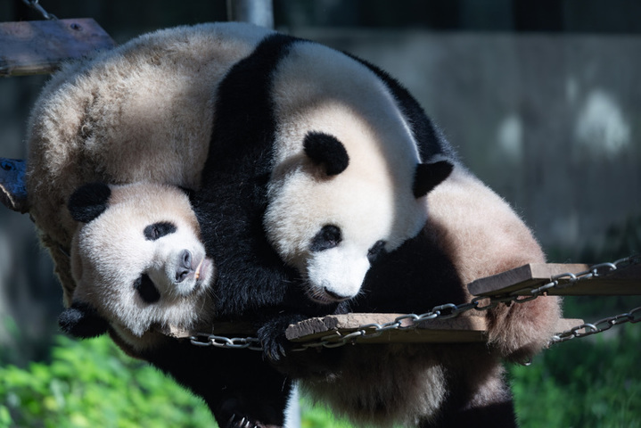 2025年8月17日，重庆动物园，大熊猫“莽灿灿”和母亲“莽仔”爱的贴贴。