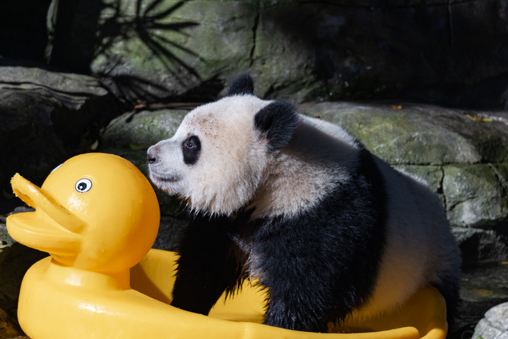 2025年8月17日，重庆动物园，大熊猫“奇颖”在玩小黄鸭。