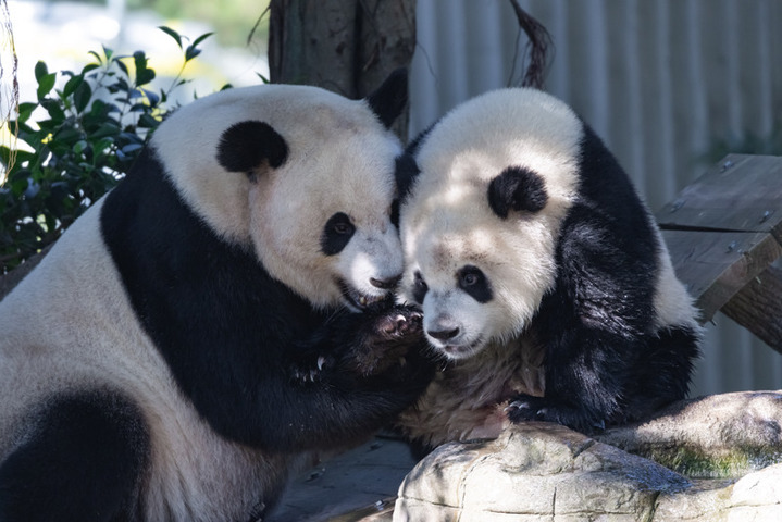 2025年8月17日，重庆动物园，大熊猫“奇颖”和母亲“好奇”爱的贴贴。