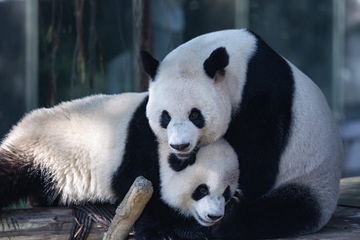 2025年8月17日，重庆动物园，大熊猫“奇颖”和母亲“好奇”爱的贴贴。
