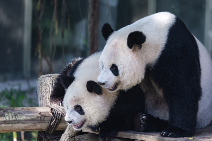 2025年8月17日，重庆动物园，大熊猫“奇颖”和母亲“好奇”爱的贴贴。