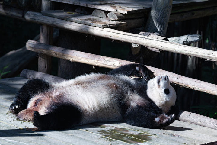 2025年8月17日，重庆动物园，大熊猫“好奇”在晒太阳。