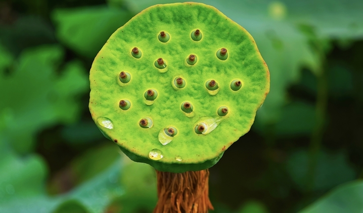 2025年8月20日，贵州锦屏，大同乡解放村荷花竞相绽放，娇艳欲滴，润泽动人，别有一番美丽。