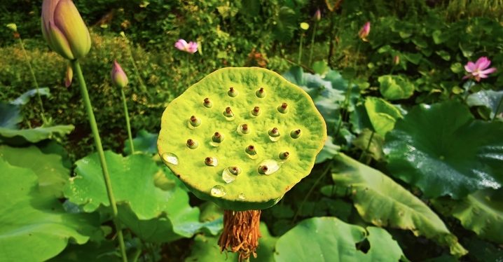 2025年8月20日，贵州锦屏，大同乡解放村荷花竞相绽放，娇艳欲滴，润泽动人，别有一番美丽。
