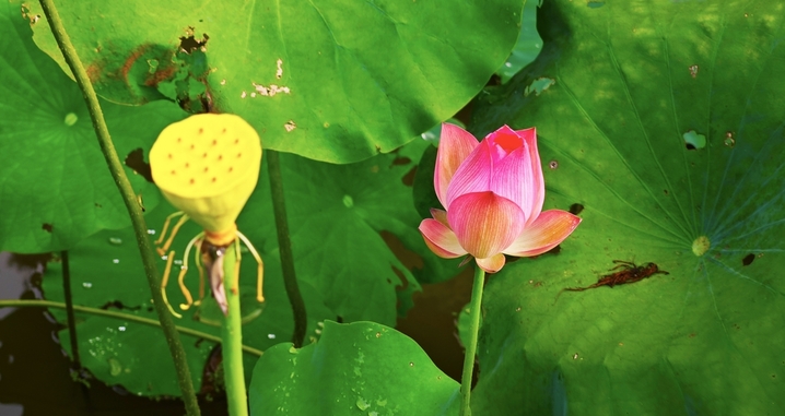 2025年8月20日，贵州锦屏，大同乡解放村荷花竞相绽放，娇艳欲滴，润泽动人，别有一番美丽。