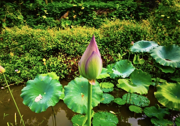 2025年8月20日，贵州锦屏，大同乡解放村荷花竞相绽放，娇艳欲滴，润泽动人，别有一番美丽。