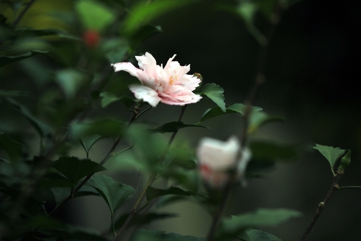 2025年8月19日，处暑节气临近，江苏省淮安市古黄河沿岸雨后盛开的木槿花竞相绽放，花色娇艳，芬芳四溢，成为一道独特景观，令人赏心悦目。