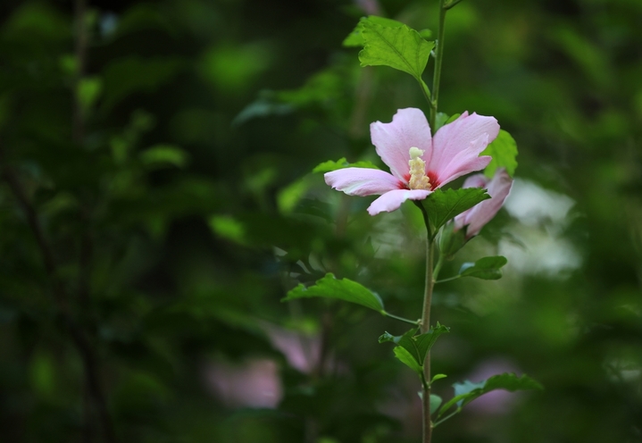 2025年8月19日，处暑节气临近，江苏省淮安市古黄河沿岸雨后盛开的木槿花竞相绽放，花色娇艳，芬芳四溢，成为一道独特景观，令人赏心悦目。