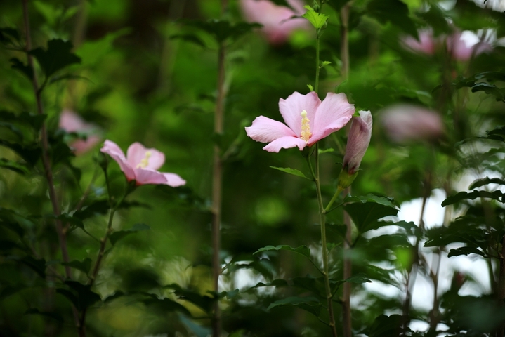 2025年8月19日，处暑节气临近，江苏省淮安市古黄河沿岸雨后盛开的木槿花竞相绽放，花色娇艳，芬芳四溢，成为一道独特景观，令人赏心悦目。