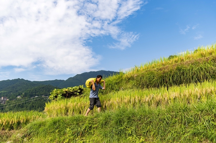 2025年8月24日，村民在贵州省从江县加榜梯田搬运稻谷。

