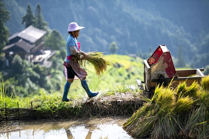2025年8月24日，村民在贵州省从江县加榜梯田搬运稻谷。
