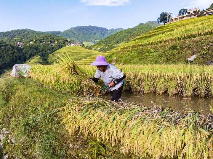2025年8月24日，村民在贵州省从江县加榜梯田搬运稻谷。
