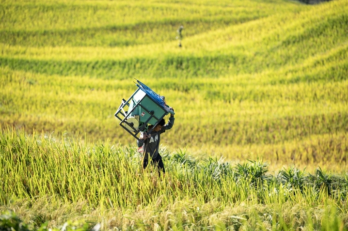 2025年8月24日，村民在贵州省从江县加榜梯田搬运稻谷。
