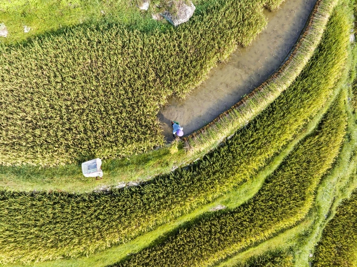 2025年8月24日，村民在贵州省从江县加榜梯田搬运稻谷。
