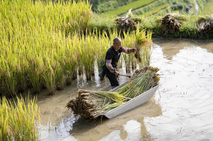 2025年8月24日，村民在贵州省从江县加榜梯田搬运稻谷。
